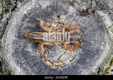 Gryllotalpa gryllotalpa sul taglio del vecchio moncone. Parassita di piantagioni di giardino. Foto Stock