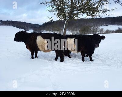 Galloway-Sattelrind, Belted, Galloway, Inverno, Schnee Foto Stock