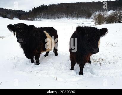 Galloway-Sattelrind, Belted, Galloway, Inverno, Schnee Foto Stock