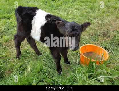 Galloway-Sattelrind Foto Stock