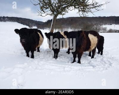 Galloway-Sattelrind, Belted, Galloway, Inverno, Schnee Foto Stock