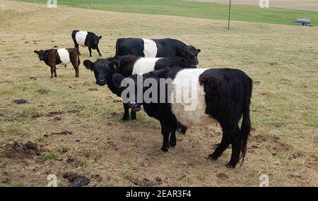 Galloway-Sattelrind, Belted, Galloway Foto Stock