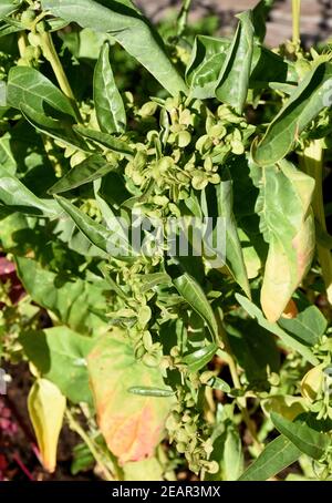 Gartenmelde, gruen, Atriplex, hortensis Foto Stock