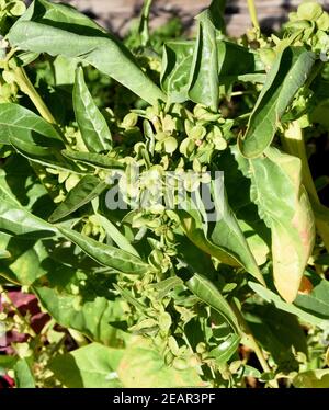 Gartenmelde, gruen, Atriplex, hortensis Foto Stock