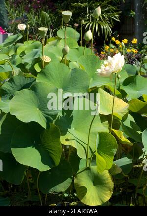 Lotosblume Nelumbo nucifera Foto Stock