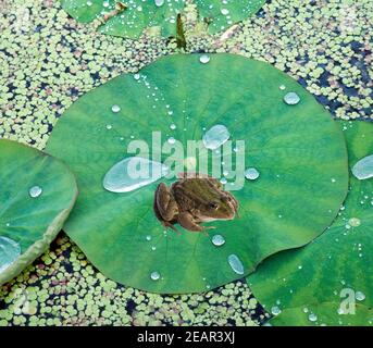 Lotusblatt, Tautropfen, Wasserpflanzen Foto Stock