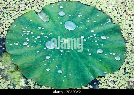 Lotusblatt, Tautropfen, Wasserpflanzen Foto Stock