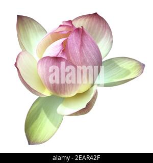 Lotosblume; Lotusblumen; Lotus nucifera; Foto Stock