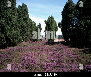 Lueneburger, Heide Bienenenhaus Foto Stock