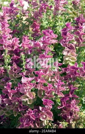Schopfsalbei, Buntschopfsalbei, Salvia viridis, Salvia horminum Foto Stock