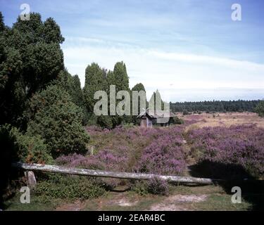 Lueneburger, Heide Bienenenhaus Foto Stock