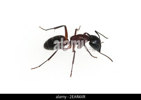 Schwarze Rossameise Camponotus erculeanus Foto Stock