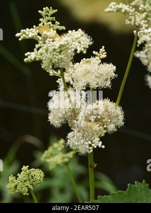 Maedesuess, Filipendula ulmaria, Foto Stock