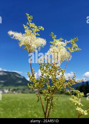 Maedesuess, Filipendula ulmaria, Foto Stock