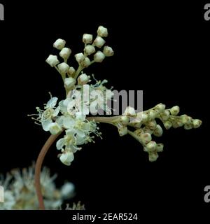 Maedesuess, Filipendula ulmaria Foto Stock