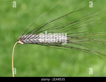 Schwarzer Emmer, Triticum, dicoccon, Weizenart Foto Stock