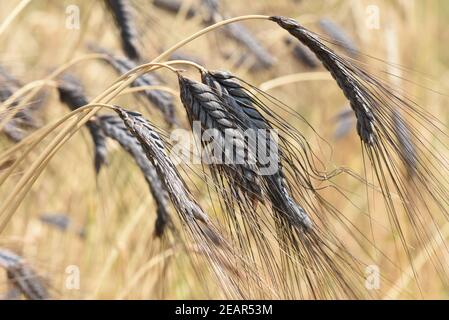 Schwarzer Emmer, Triticum, dicoccon, Weizenart Foto Stock