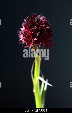 Schwarzes Kohlroeschen Nigritella nigra Foto Stock