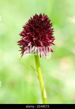 Schwarzes Kohlroeschen, Nigritella nigra Foto Stock