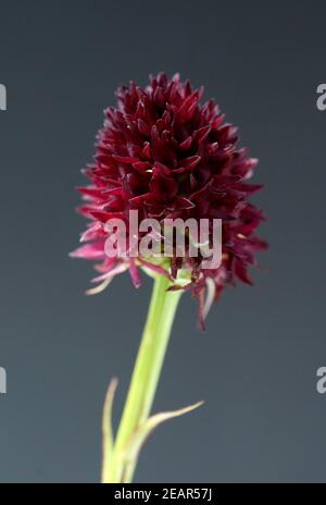 Schwarzes Kohlroeschen, Nigritella nigra Foto Stock