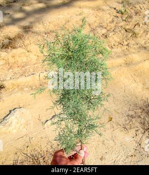 Thuja ramo in mano. evergreen pianta Thuja. Foto Stock