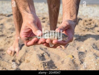 Il pesce è un toro nelle mani. Bentonici abitante delle acque costiere. Foto Stock