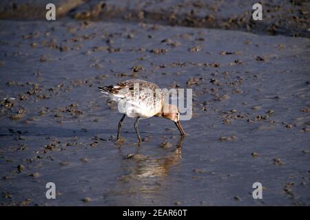 Il Greenshank sonda in spiagge fangose per vermi e piccoli invertebrati marini, Gower, Galles Foto Stock