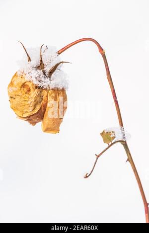 Una rosa gialla secca sullo sfondo di una collina innevata. Riassunto invernale, tema anti-San Valentino - scenario con un solo fiore e neve. Foto Stock