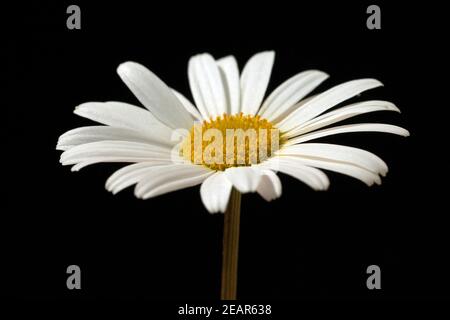 Margariten Wiesen-Margeriten;;; Leucanthemum vulgare; Foto Stock