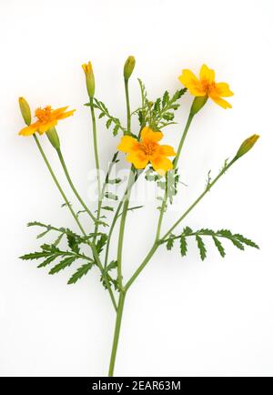 Gewuerztagetes, tagetes tenuifolia Foto Stock