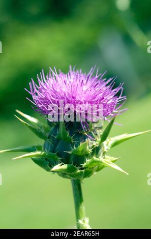 Mariendistel;; silybum marianum; Distel; oelpflanze; Foto Stock