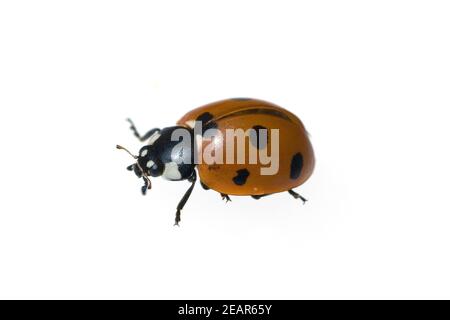 Marienkaefer Coccinella semptempunctata 7-Punkt insekt Foto Stock