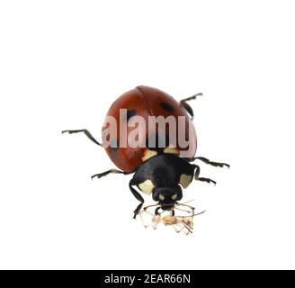 Marienkaefer Coccinella semptempunctata Foto Stock