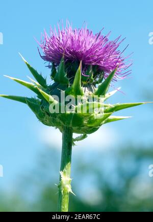 Mariendistel;; silybum marianum; Distel; oelpflanze; Foto Stock