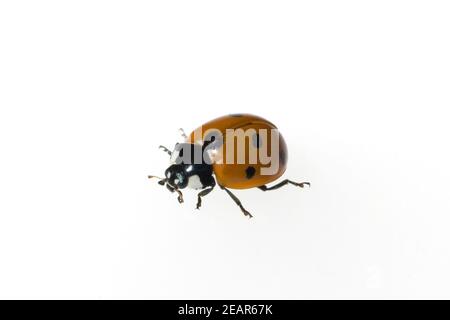 Marienkaefer Coccinella semptempunctata 7-Punkt insekt Foto Stock