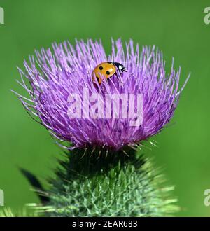 Marienkaefer Coccinella semptempunctata Foto Stock