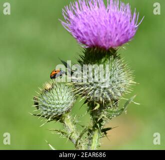 Marienkaefer Coccinella semptempunctata Foto Stock