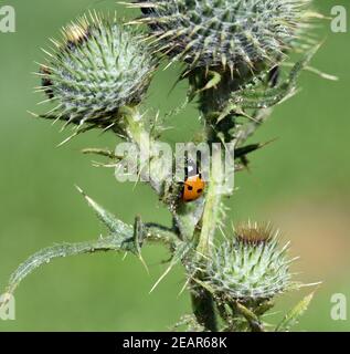 Marienkaefer Coccinella semptempunctata Foto Stock