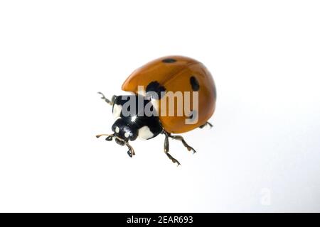 Marienkaefer Coccinella semptempunctata 7-Punkt insekt Foto Stock