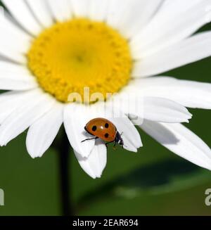 Marienkaefer Coccinella semptempunctata Foto Stock