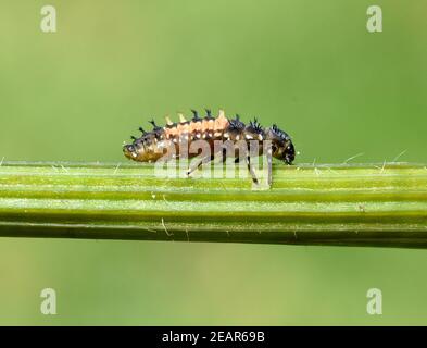 Marienkaefer, Coccinella, semptempunctata Foto Stock