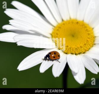 Marienkaefer Coccinella semptempunctata Foto Stock