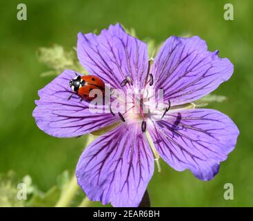 Marienkaefer Coccinella semptempunctata Foto Stock