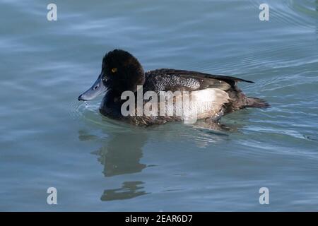 Anatre più grandi di Scaup aka fatture blu Foto Stock