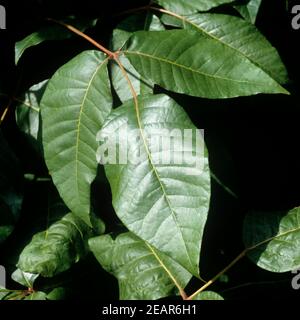 Giftsumach Radicans Rhus Foto Stock