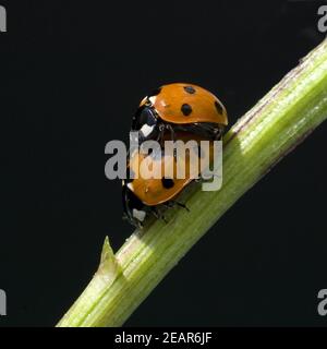 Marienkaefer, Paarung Foto Stock