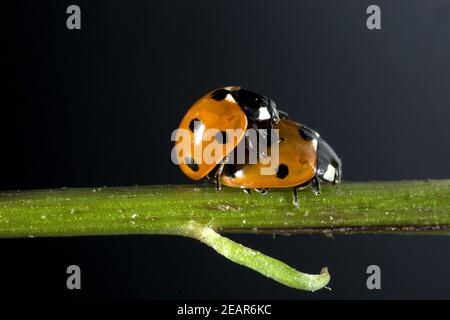 Marienkaefer, Paarung, Paar, Making, Coccinella, semptempunctata Foto Stock