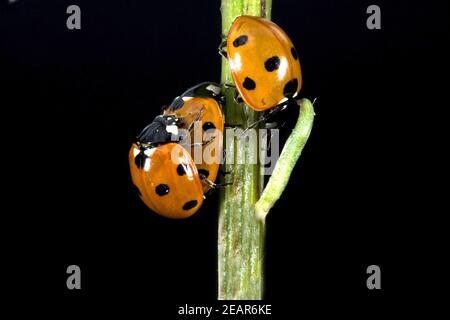 Marienkaefer, Paarung, Paar, Making, Coccinella, semptempunctata Foto Stock