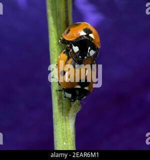 Marienkaefer, Paarung, Paar, Making, Coccinella, semptempunctata Foto Stock