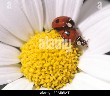 Marienkaefer, Paarung, Paar, Making, Coccinella, semptempunctata Foto Stock